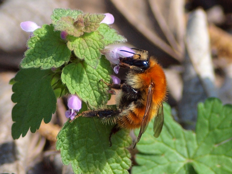 Bombus